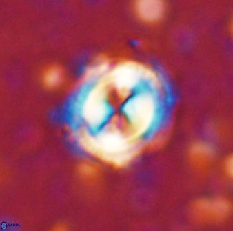 Toweius kleisto 43233