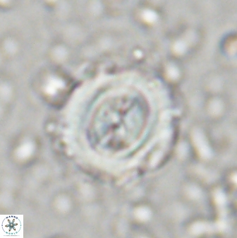 Toweius kleisto 43234