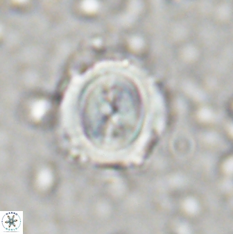 Toweius kleisto 43235