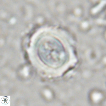 Toweius kleisto 43236