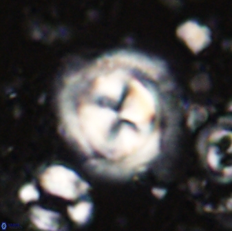Toweius kleisto 43251