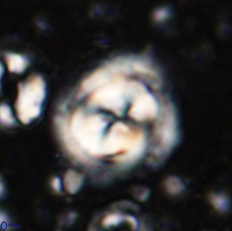 Toweius kleisto 43255