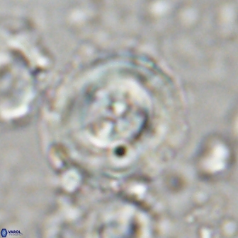 Toweius kleisto 43257