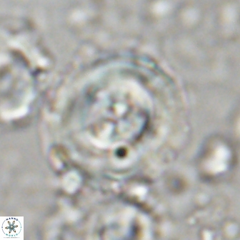 Toweius kleisto 43257