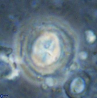 Toweius kleisto 43261