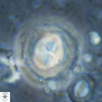 Toweius kleisto 43261