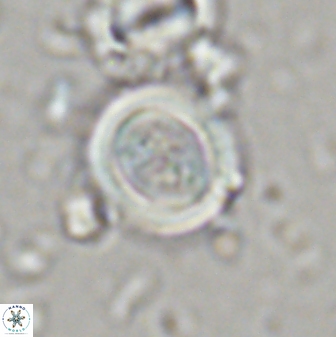 Toweius kleisto 44645