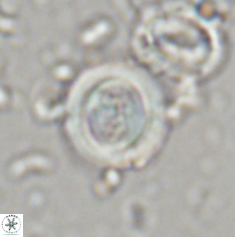 Toweius kleisto 44646