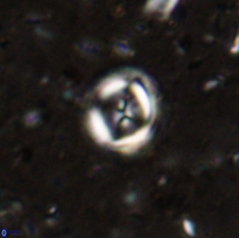 Toweius lamperos 50504