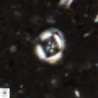 Toweius lamperos 50504