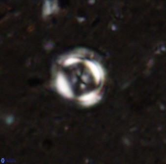 Toweius lamperos 50507