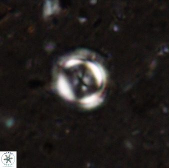 Toweius lamperos 50507
