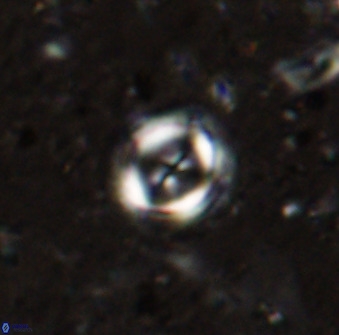 Toweius lamperos 50508