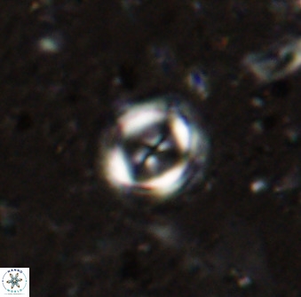 Toweius lamperos 50508