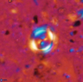 Toweius lamperos 50509