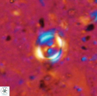 Toweius lamperos 50509