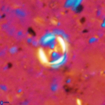 Toweius lamperos 50514