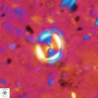 Toweius lamperos 50514