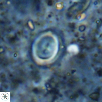 Toweius lamperos 50511