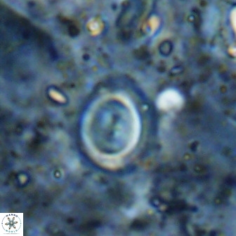 Toweius lamperos 50512