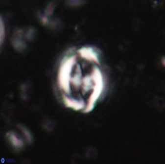 Toweius lamperos 60736
