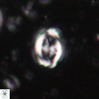 Toweius lamperos 60736
