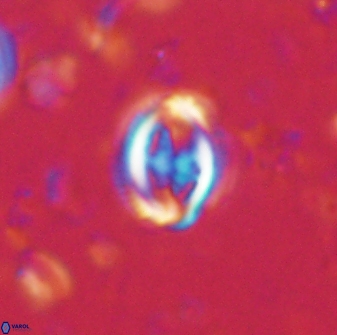 Toweius lamperos 60737