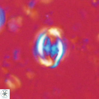Toweius lamperos 60737