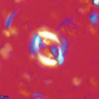 Toweius lamperos 60738