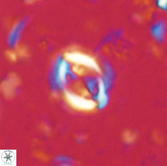 Toweius lamperos 60738