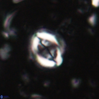 Toweius lamperos 60739
