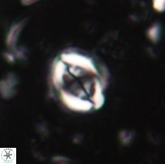 Toweius lamperos 60739