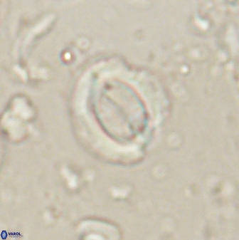 Toweius lamperos 60744