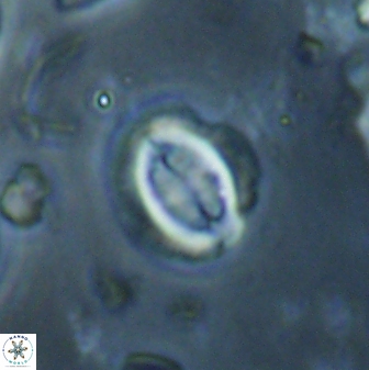 Toweius lamperos 60745