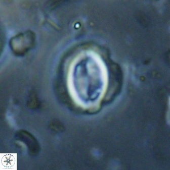 Toweius lamperos 60746