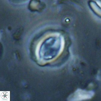 Toweius lamperos 60747