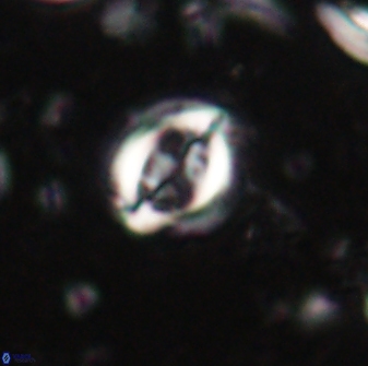 Toweius lamperos 60740