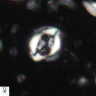 Toweius lamperos 60740