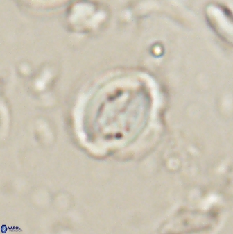 Toweius lamperos 60742