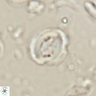 Toweius lamperos 60742