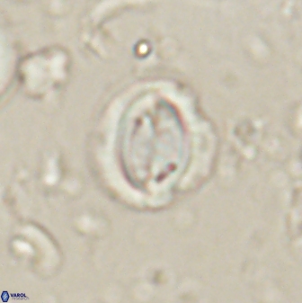 Toweius lamperos 60743
