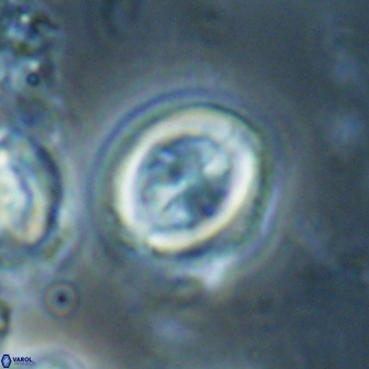 Toweius lamperos 60764