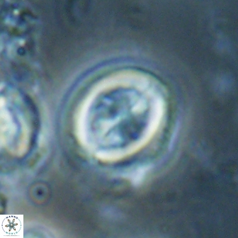 Toweius lamperos 60764