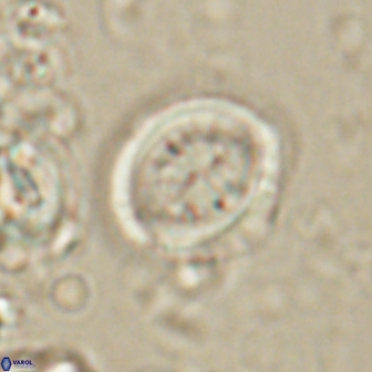 Toweius lamperos 60766