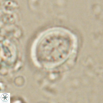 Toweius lamperos 60766