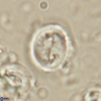 Toweius lamperos 60768