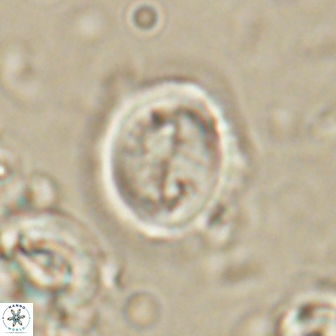 Toweius lamperos 60768