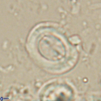 Toweius lamperos 60769