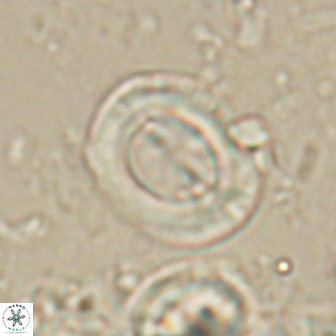 Toweius lamperos 60769