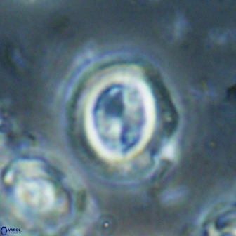 Toweius lamperos 60761